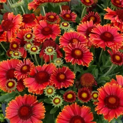 Гайлардия АРИЗОНА РЕД ШЕЙДС в Минске