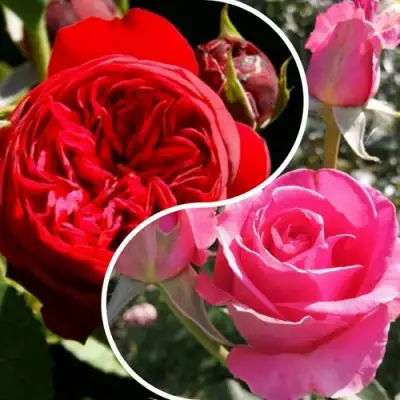 Комплект РОМАНТИЧЕСКИЙ БУКЕТ в Минске