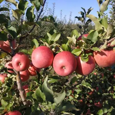 Яблоня ЧЕМПИОН РЕНО в Минске