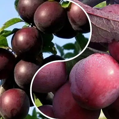 Комплект ИЗЮМИНКА САДА в Минске