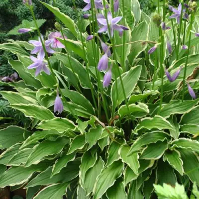 Хоста СТИЛЕТТО гибридная в Минске