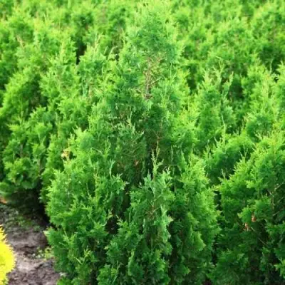 Туя СПИРАЛИС западная в Минске