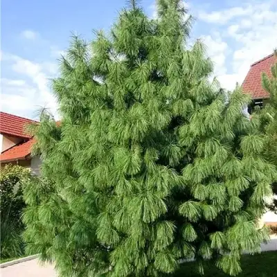 Сосна гриффита в Минске