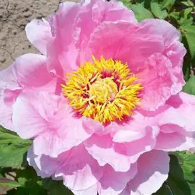 Пион МАРАМАЦУ-ЗАКУРА древовидный в Минске