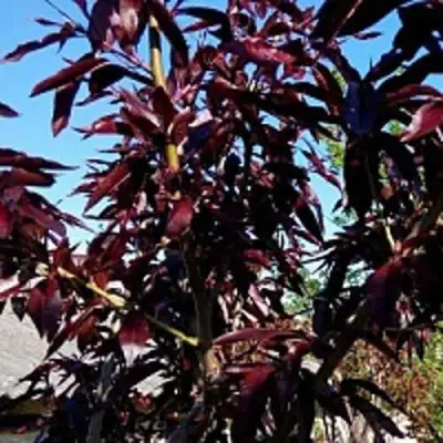 Персик БУРГУНДИ краснолистный в Минске