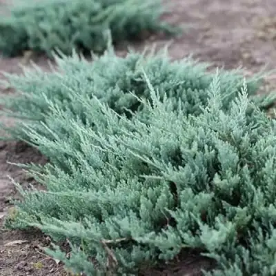 Можжевельник БЛЮ ЧИП горизонтальный  в Минске