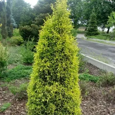 Можжевельник ГОЛД КОН обыкновенный в Минске