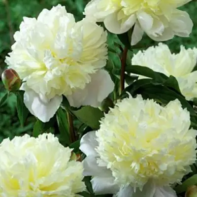 Пион ЛАУРА ДЕСЕРТ травянистый в Минске