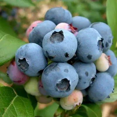 Голубика КОЛЛИНЗ в Минске