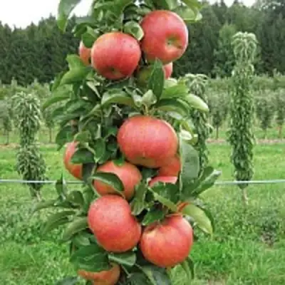 Яблоня ЯНТАРНОЕ ОЖЕРЕЛЬЕ колонновидная в Минске