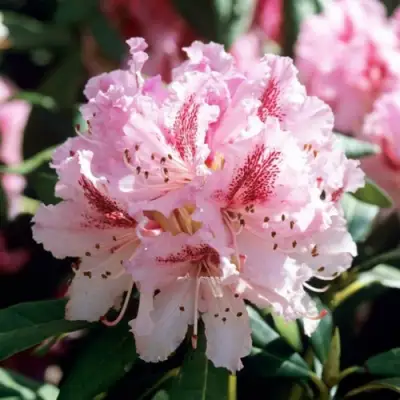 Рододендрон ЧИР в Минске