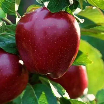 Яблоня РЕД ЧИФ в Минске