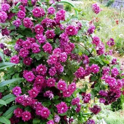 Клематис ПУРПУРЕА ПЛЕНА ЭЛЕГАНС в Минске