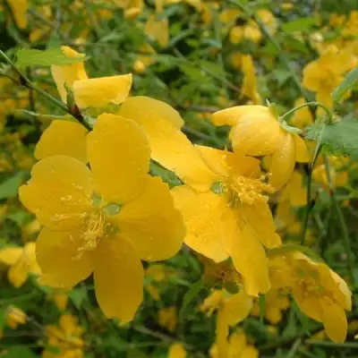 Керрия японская ГОЛДЕН ГИНЕЯ в Минске