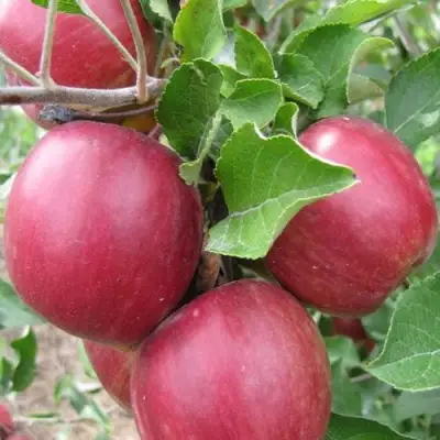 Яблоня МОСКОВСКОЕ ОЖЕРЕЛЬЕ колонновидная в Минске