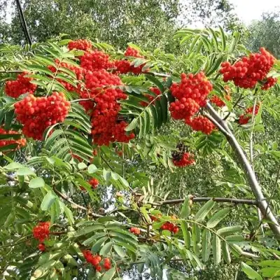 Рябина САХАРНАЯ ПЕТРОВА сладкоплодная в Минске