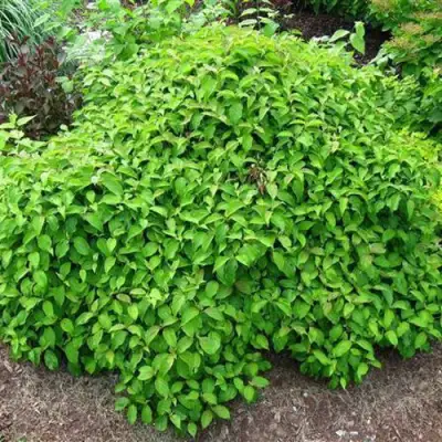 Дерен КЕЛСЕИ шелковистый  в Минске