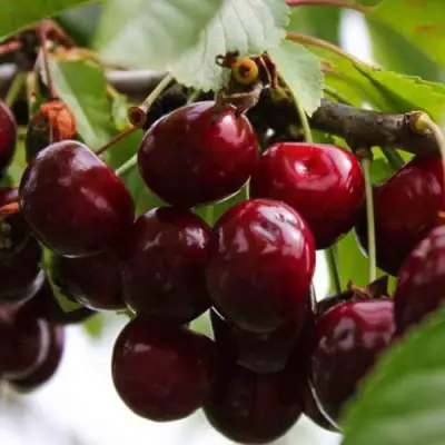 Вишня НОВОДВОРСКАЯ в Минске