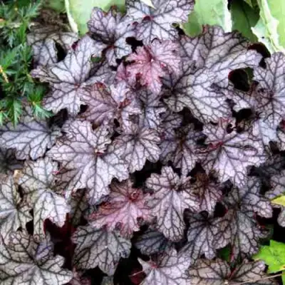 Гейхера ШУГА ФРОСТИНГ в Минске