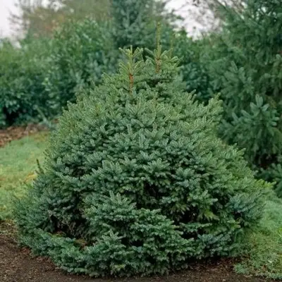 Ель НАНА сербская в Минске