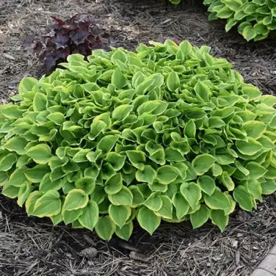 Хоста ГОЛДЕН ТИАРА в Минске