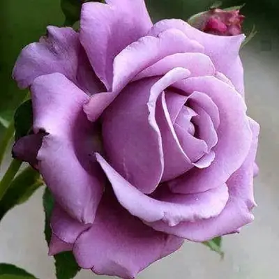 Роза МАЙЗЕР чайно-гибридная в Минске