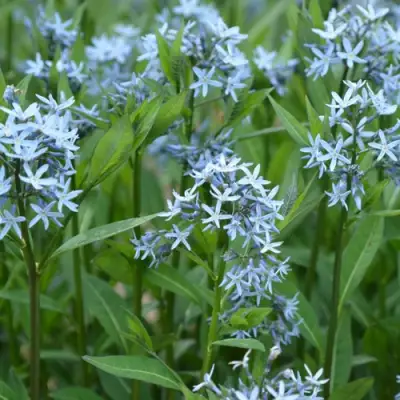 Амсония иволистная в Минске