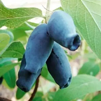 Жимолость съедобная АМФОРА в Минске