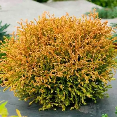 Туя ГОЛДЕН ТАФФЕТ западная в Минске