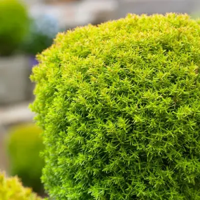 Туя АННИЕК западная в Минске