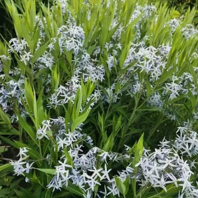 Амсония иволистная в Минске