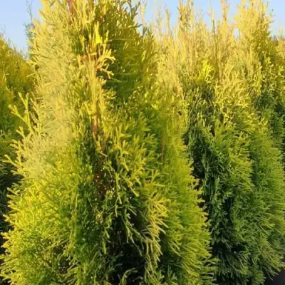Туя ГОЛДЕН СМАРАГД западная в Минске