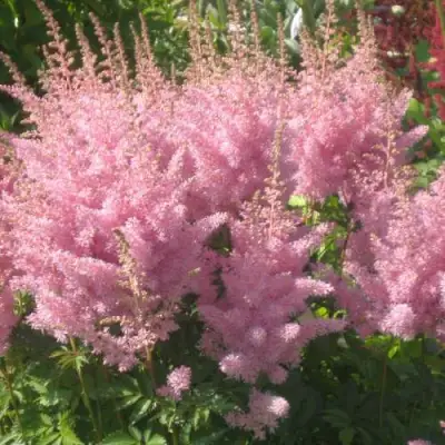 Астильба ЭДЕНС ОДИССЕЙ Арендса в Минске