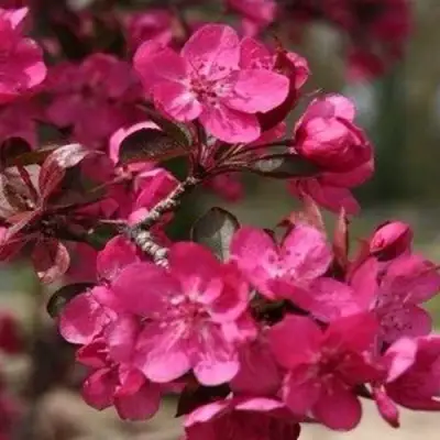 Яблоня РЕД КЕТТИ в Минске