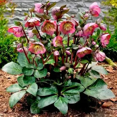 Морозник ВОСТОЧНЫЙ в Минске