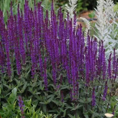 Шалфей КАРАДОНА в Минске