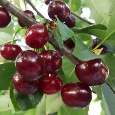 Дюк СЛАВЯНКА в Минске