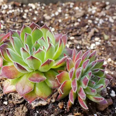 Молодило РУССКОЕ в Минске