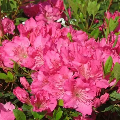 Азалия КИРСТИН японская в Минске