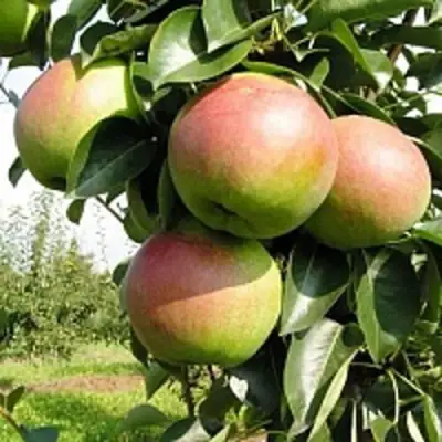 груша Купала