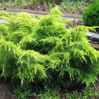 Можжевельник ГОЛД КОСТ средний в Минске