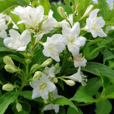 Вейгела БРИСТОЛЬСКАЯ СНЕЖИНКА в Минске