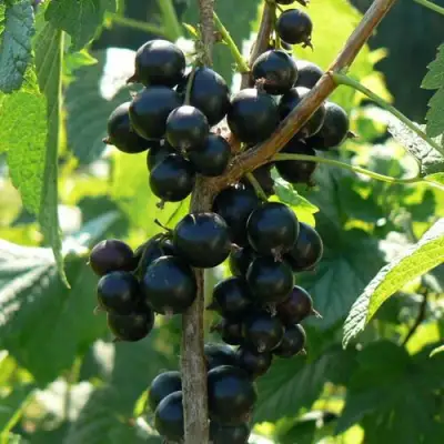 Смородина черная ВОЛОГДА в Минске