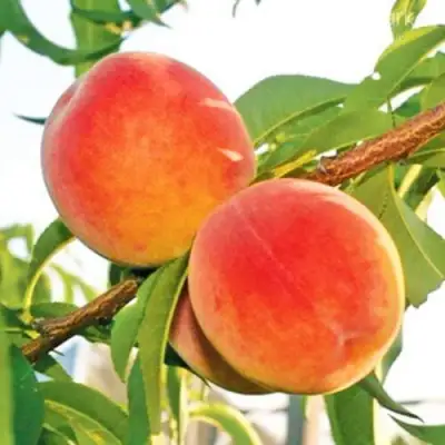 Персик ОНТАРИО в Минске