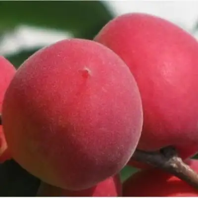 Абрикос РУБИН в Минске