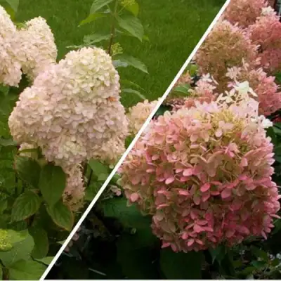 Комплект НЕЖНЫЕ ЧУВСТВА в Минске