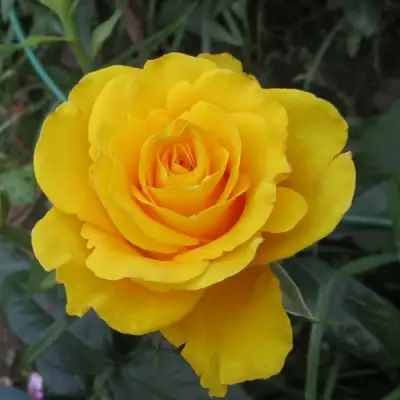 Роза КЕРИО чайно-гибридная в Минске