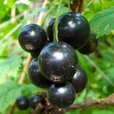 Смородина чёрная ЛЕНТЯЙ в Минске