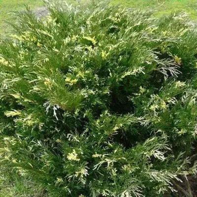 Можжевельник АНДОРА ВАРИЕГАТА горизонтальный  в Минске