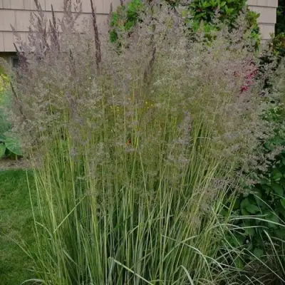 Вейник АВАЛАНШ остроцветковый в Минске